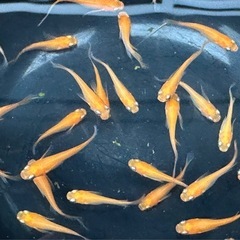 紅帝ヒレ長メダカ　1匹／100円　 の画像