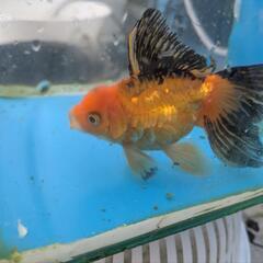 ドラゴンスケールオランダ　金魚