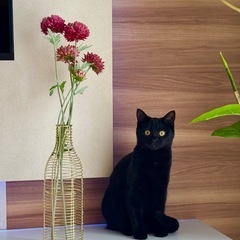 かわいい黒猫ちゃんの新しい家族を探しています