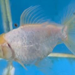 ドラゴンスケールオランダ　　金魚