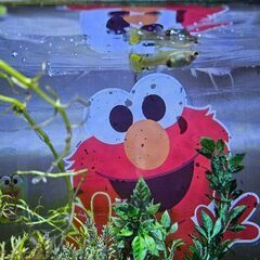 外産グッピー　増えすぎたため差し上げます。の画像