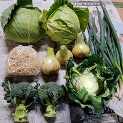 お野菜６種類