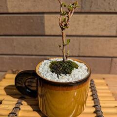 【花が咲きました】ピラカンサ(E)の画像