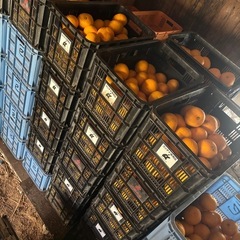 甘夏みかんの画像