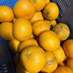 甘夏みかんの画像