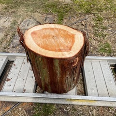 未加工 切り株 ひのきの画像