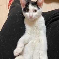 (急募)甘えん坊で人好き白黒猫様✨️