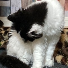 (急募)甘えん坊な毛長白黒くん✨️