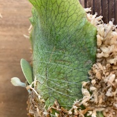 【観葉植物】 商談中　ビカクシダ　ペガサス（P. Pegasus) の画像