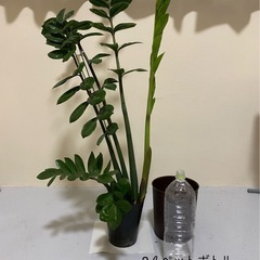 観葉植物　
ザミオカルス　