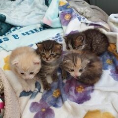 急募　子猫4匹 - さいたま市