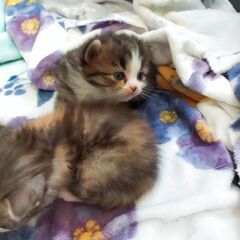 急募　子猫4匹 - 猫