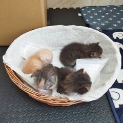 急募　子猫4匹 - 里親募集