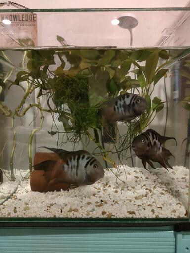 熱帯魚　水槽水草色々セット　ゼブラパロット3匹