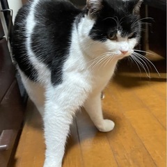 過酷な外で子育て頑張ってきた母猫ナナちゃん − 長野県