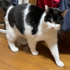 過酷な外で子育て頑張ってきた母猫ナナちゃん - 里親募集