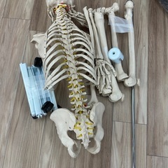 【不良品】人体骨模型