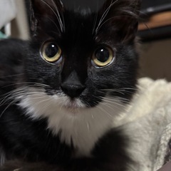 メインクーン 