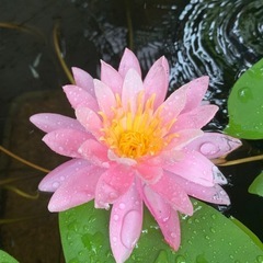 耐寒性睡蓮　さくら 元株