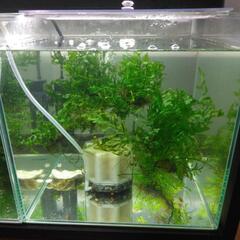 ボルビティス　水草