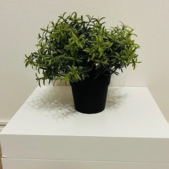 [受け渡し決定] IKEA FEJKA フェイクグリーン