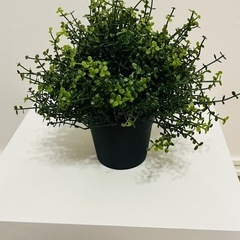 [受け渡し決定] IKEA FEJKA フェイクグリーン