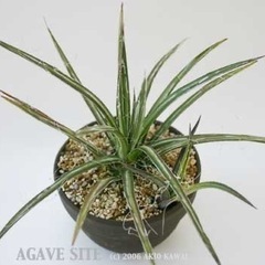 アガベ アロエ 種子合計20粒の画像