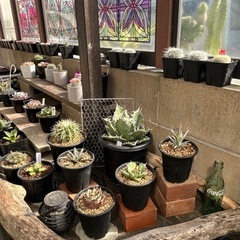 千葉県の植物屋さんです！