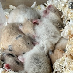 ゴールデンハムスターの赤ちゃんの里親