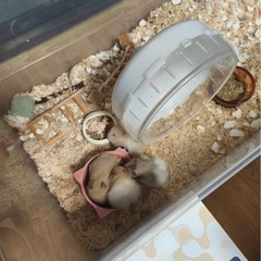 ゴールデンハムスターの赤ちゃんの里親 - 里親募集