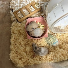 ゴールデンハムスターの赤ちゃんの里親 - 藤沢市
