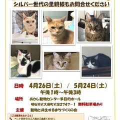 おとな猫譲渡会㏌明石