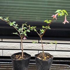 【開花株有り】 　山野草　ウグイスカグラ（鶯神楽）　苗木の画像
