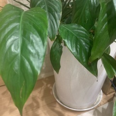 観葉植物
の画像