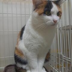 美しい模様のTHE三毛猫