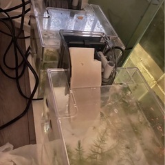 水槽と熱帯魚(アクアリウム用品とグッピー)の画像