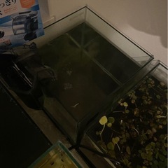 水槽と熱帯魚(アクアリウム用品とグッピー)の画像