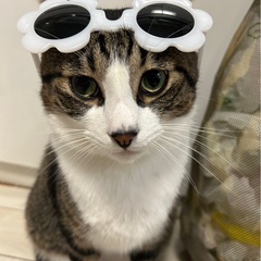 迷子になった猫を探しています