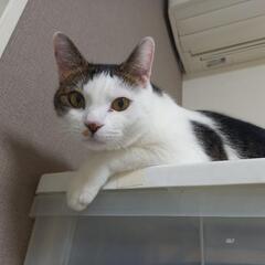 キリッとお目目の甘えん坊