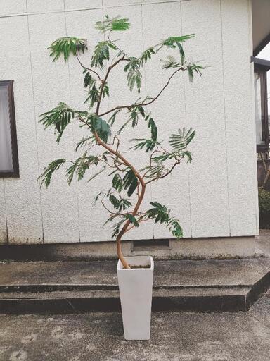 エバーフレッシュ(観葉植物)