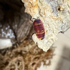希少種 　スカーレット　ダンゴムシ　ワラジムシ　