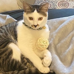 雑種猫2歳〜
