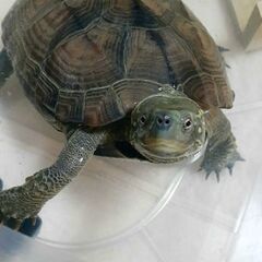 カメ　クサガメ　里親募集