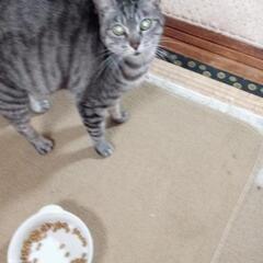 【年齢不明】元野良猫で出産経験ありのメス猫お母さん！