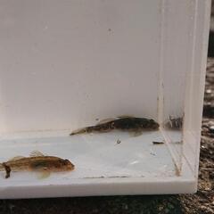 自然採取個体 ヨシノボリ 3匹