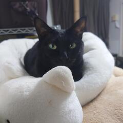 猫に輸血