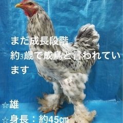 ブラマ(世界最大の鶏)