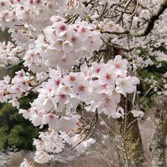 3/30（日）新城桜淵公園お花見＆ピクニックツーリング