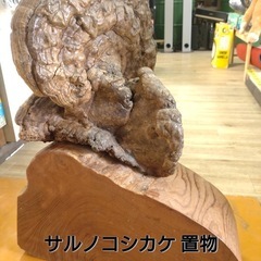 サルノコシカケ  置物