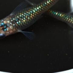 メダカ【孔雀　青】1ペアの画像